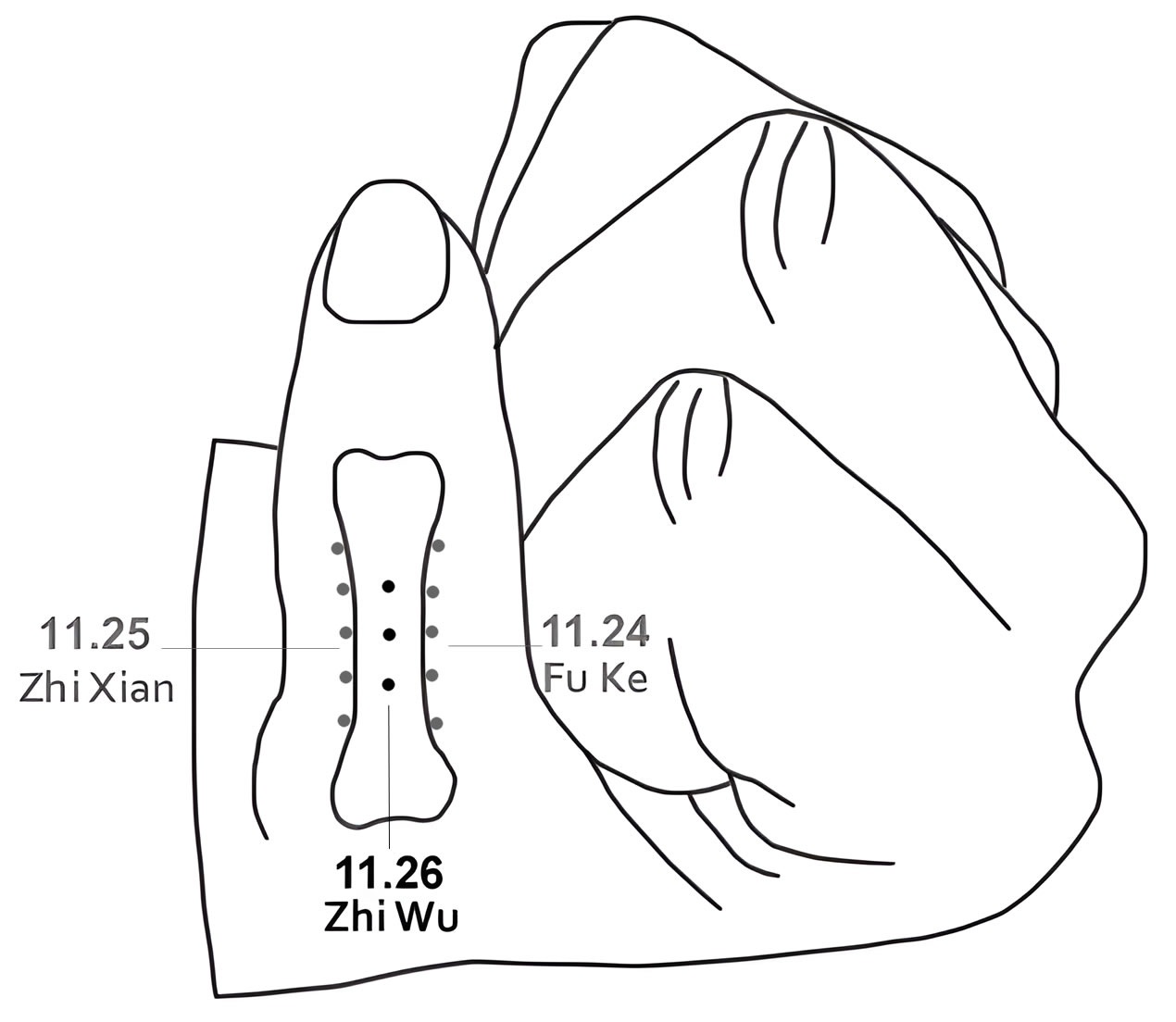 11.26 Zhi Wu